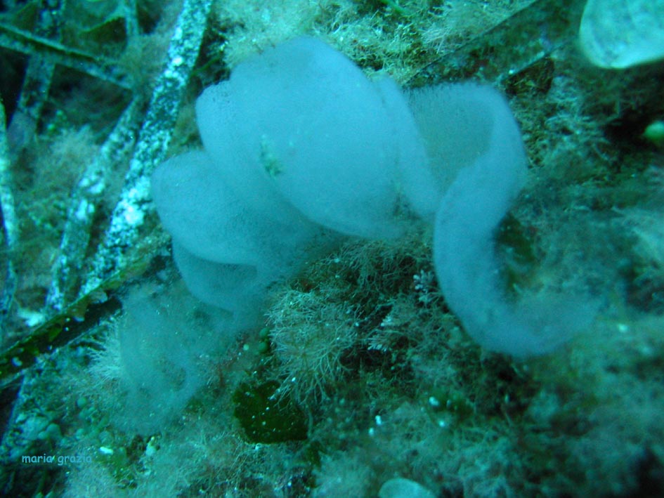 Riproduzione Discodoris atromaculata